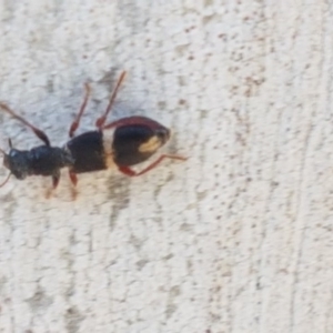 Lemidia accincta at Hackett, ACT - 16 Jul 2020