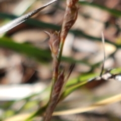 Lepidosperma laterale (Variable Sword Sedge) at Hackett, ACT - 16 Jul 2020 by tpreston