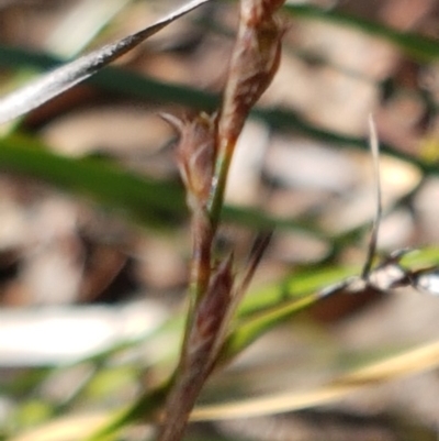 Lepidosperma laterale (Variable Sword Sedge) at Hackett, ACT - 16 Jul 2020 by trevorpreston