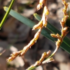 Lepidosperma laterale at Hackett, ACT - 16 Jul 2020 12:51 PM