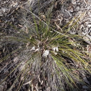 Lepidosperma laterale at Hackett, ACT - 16 Jul 2020