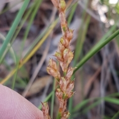 Lepidosperma laterale at Hackett, ACT - 16 Jul 2020