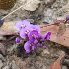 Hardenbergia violacea (False Sarsaparilla) at Black Mountain - 16 Jul 2020 by tpreston