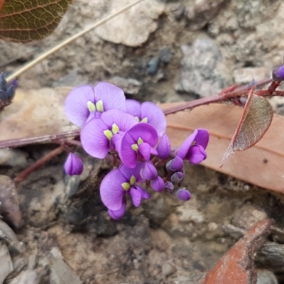 Hardenbergia violacea (False Sarsaparilla) at Black Mountain - 16 Jul 2020 by trevorpreston