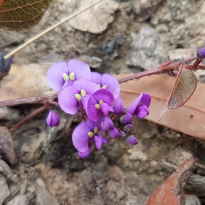 Hardenbergia violacea (False Sarsaparilla) at Hackett, ACT - 16 Jul 2020 by trevorpreston