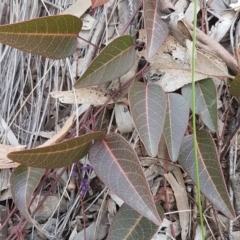 Hardenbergia violacea at Hackett, ACT - 16 Jul 2020