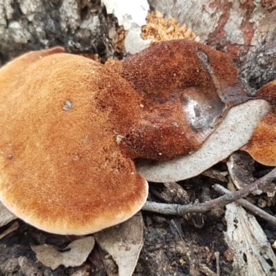 Postia pelliculosa (A wood-rotting bracket fungus) at Black Mountain - 16 Jul 2020 by trevorpreston