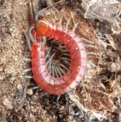Scolopendromorpha (order) (A centipede) at Hackett, ACT - 16 Jul 2020 by trevorpreston