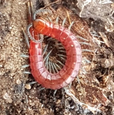 Scolopendromorpha (order) (A centipede) at Black Mountain - 16 Jul 2020 by trevorpreston