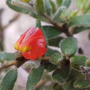 Grevillea alpina at Hackett, ACT - 16 Jul 2020 12:59 PM