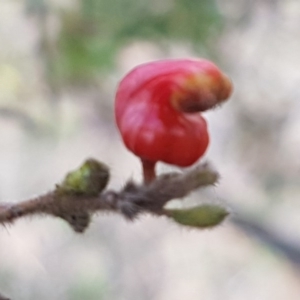 Grevillea alpina at Hackett, ACT - 16 Jul 2020