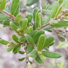 Grevillea alpina at Hackett, ACT - 16 Jul 2020 12:59 PM