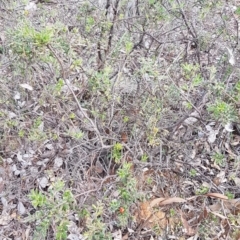 Grevillea alpina at Hackett, ACT - 16 Jul 2020