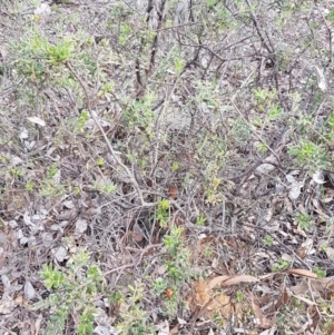 Grevillea alpina at Hackett, ACT - 16 Jul 2020