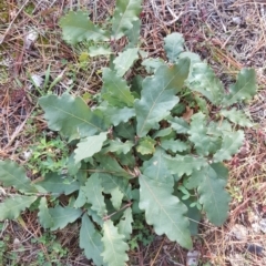 Quercus robur (English Oak) at Isaacs, ACT - 15 Jul 2020 by Mike