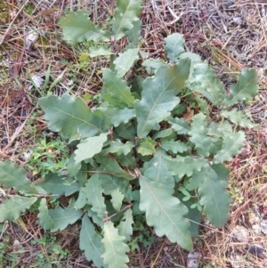 Quercus robur at Isaacs, ACT - 16 Jul 2020