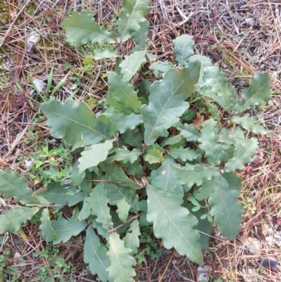 Quercus robur (English Oak) at Isaacs, ACT - 16 Jul 2020 by Mike