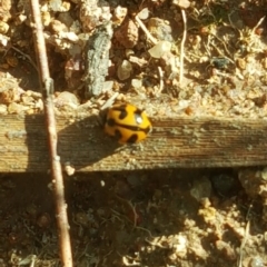 Coccinella transversalis (Transverse Ladybird) at Isaacs, ACT - 16 Jul 2020 by Mike