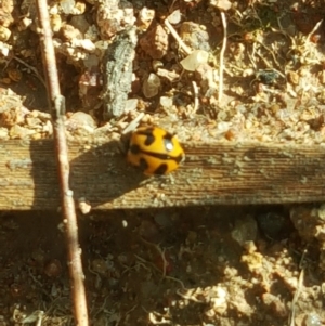 Coccinella transversalis at Isaacs, ACT - 16 Jul 2020