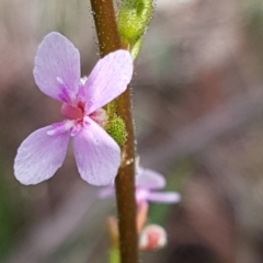 Stylidium graminifolium (Grass Triggerplant) at Black Mountain - 16 Jul 2020 by tpreston