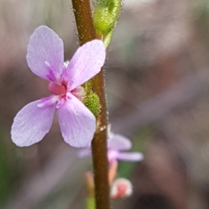 Stylidium graminifolium at Hackett, ACT - 16 Jul 2020 01:04 PM