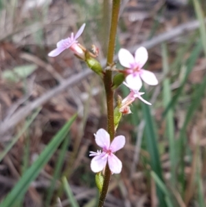 Stylidium graminifolium at Hackett, ACT - 16 Jul 2020 01:04 PM