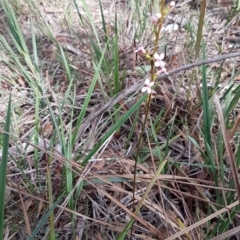 Stylidium graminifolium at Hackett, ACT - 16 Jul 2020