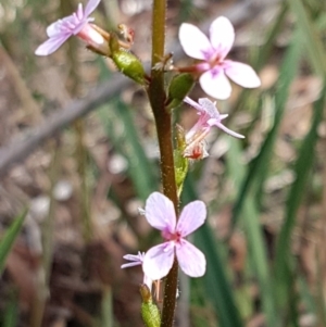 Stylidium graminifolium at Hackett, ACT - 16 Jul 2020 01:04 PM