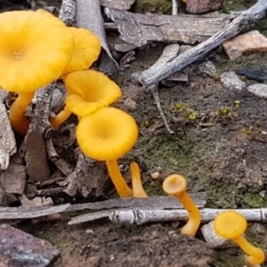 Lichenomphalia chromacea (Yellow Navel) at Hackett, ACT - 16 Jul 2020 by tpreston