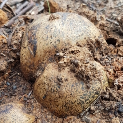 Pisolithus marmoratus (Horse Dung Fungus) at Point 4242 - 16 Jul 2020 by tpreston