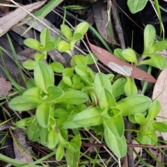 Cerastium glomeratum (Sticky Mouse-ear Chickweed) at Acton, ACT - 16 Jul 2020 by tpreston