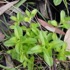 Cerastium glomeratum (Sticky Mouse-ear Chickweed) at Acton, ACT - 16 Jul 2020 by trevorpreston