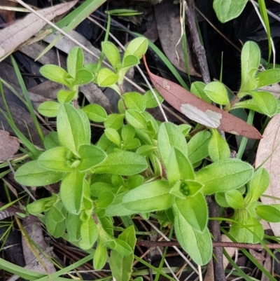 Cerastium glomeratum (Sticky Mouse-ear Chickweed) at Acton, ACT - 16 Jul 2020 by trevorpreston