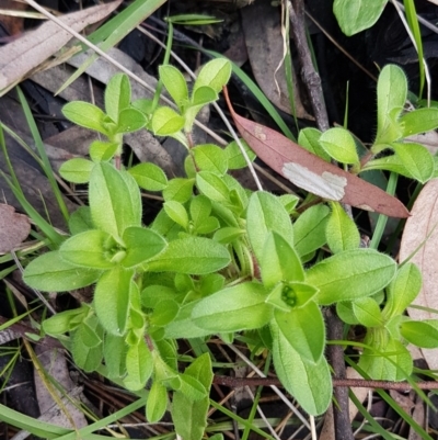 Cerastium glomeratum (Sticky Mouse-ear Chickweed) at Mount Ainslie to Black Mountain - 16 Jul 2020 by trevorpreston