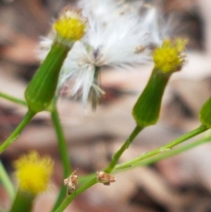 Senecio diaschides at Acton, ACT - 16 Jul 2020 01:22 PM