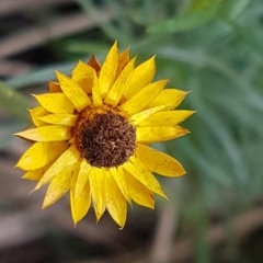 Xerochrysum viscosum (Sticky Everlasting) at ANBG South Annex - 16 Jul 2020 by tpreston