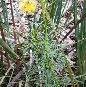 Xerochrysum viscosum at Acton, ACT - 16 Jul 2020