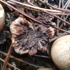 Thelephora terrestris (Earthfan) at Isaacs, ACT - 16 Jul 2020 by Mike