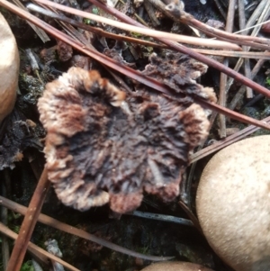 Thelephora terrestris at Isaacs, ACT - 16 Jul 2020