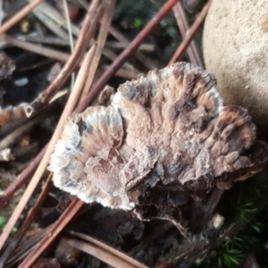 Thelephora terrestris at Isaacs, ACT - 16 Jul 2020