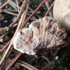 Thelephora terrestris at Isaacs, ACT - 16 Jul 2020