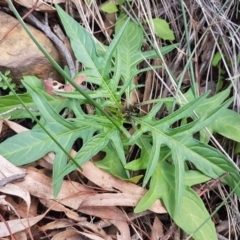 Solanum aviculare (Kangaroo Apple) at Acton, ACT - 16 Jul 2020 by tpreston