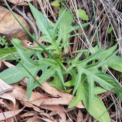 Solanum aviculare (Kangaroo Apple) at ANBG South Annex - 16 Jul 2020 by tpreston