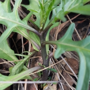 Solanum aviculare at Acton, ACT - 16 Jul 2020