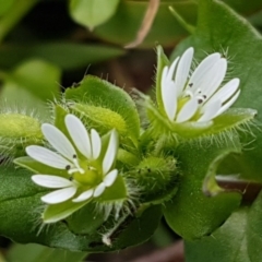 Stellaria media (Common Chickweed) at Acton, ACT - 16 Jul 2020 by tpreston