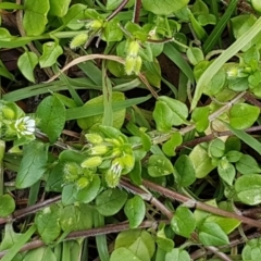 Stellaria media at Acton, ACT - 16 Jul 2020