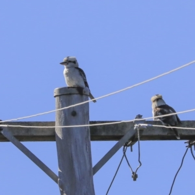 Dacelo novaeguineae (Laughing Kookaburra) at Binalong, NSW - 16 Jul 2020 by Alison Milton