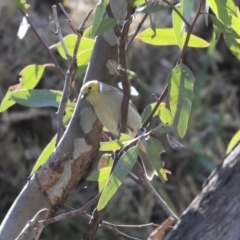 Ptilotula penicillata (White-plumed Honeyeater) at Boorowa, NSW - 16 Jul 2020 by AlisonMilton
