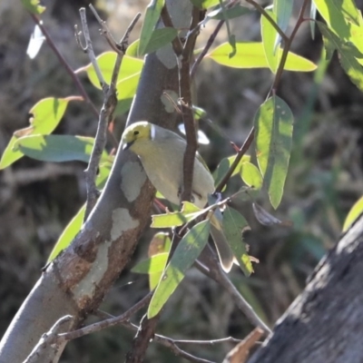 Ptilotula penicillata (White-plumed Honeyeater) at Boorowa, NSW - 16 Jul 2020 by AlisonMilton