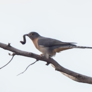 Cacomantis flabelliformis at Stromlo, ACT - 16 Jul 2020